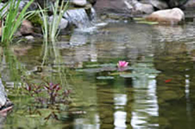 Pond on web site for wireless nurse call systems